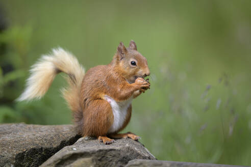 Porträt eines eurasischen roten Eichhörnchens (Sciurus vulgaris), das auf einem Felsen frisst - MJOF01989