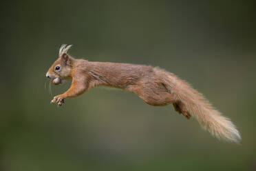 Rotes Eichhörnchen (Sciurus vulgaris) springend mit Nuss im Maul - MJOF01990