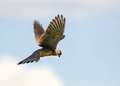 Turmfalke (Falco tinnunculus) im Flug - BSTF00225