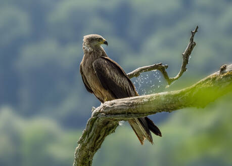 Red kite (Milvus milvus) perching on branch - BSTF00226