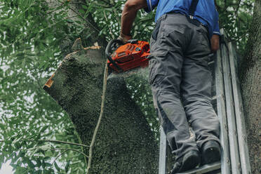 Holzfäller, der einen Baumstamm mit einer Kettensäge sägt, stehend auf einer Metallleiter im Wald - VSNF01238