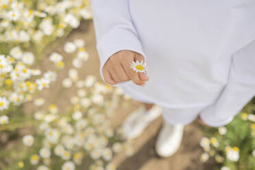 Hand eines Mädchens hält Gänseblümchen an einem sonnigen Tag - LESF00381