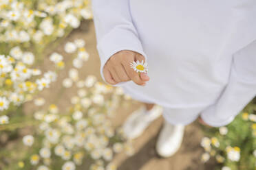Hand of girl holding daisy flower on sunny day - LESF00381