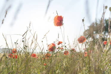 Rote Mohnblumen blühen auf einem Feld - AAZF00805