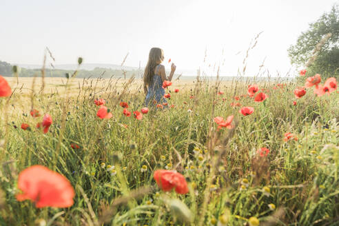 Mädchen steht und riecht an Mohnblumen im Feld - AAZF00809