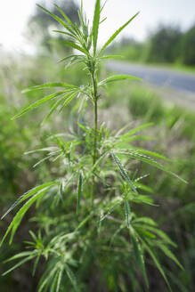 Grüne Cannabispflanze im Feld - AAZF00814