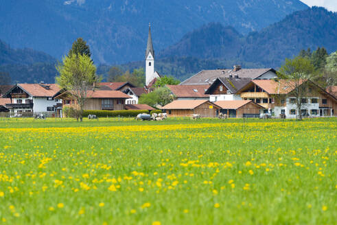 Germany, Bavaria, Schwangau, Springtime meadow in front of village - WGF01484