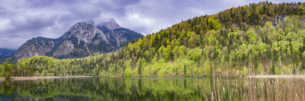 Germany, Bavaria, Panoramic view of forested shore of Schwansee lake - WGF01485