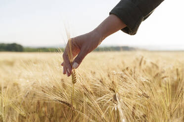 Hand of agronomist examining ear of barley at field - AAZF00887