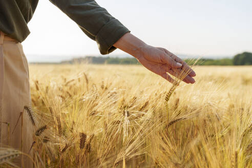 Hand eines Agronomen berührt eine Gerstenähre auf einem Feld - AAZF00888