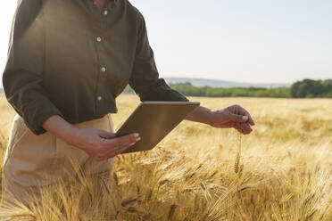 Businesswoman with tablet PC examining ear of barley at field - AAZF00890