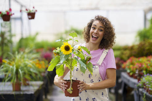 Happy woman holding potted sunflower in nursery - JSMF02838