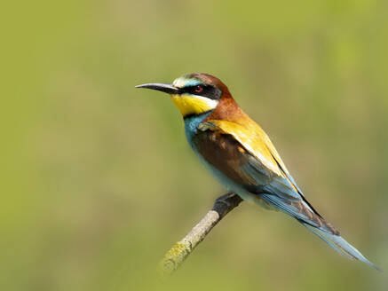 Porträt eines Bienenfressers (Merops apiaster), der auf einem Ast sitzt - BSTF00227