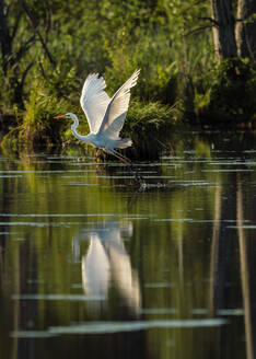 Great egret (Ardea alba) at Schwenninger Moos reserve - BSTF00228