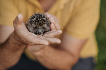 Hands of man holding hedgehog - ANAF01823