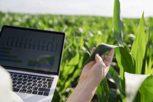 Agronomist analyzing graph on laptop screen and examining plants at field - EKGF00377