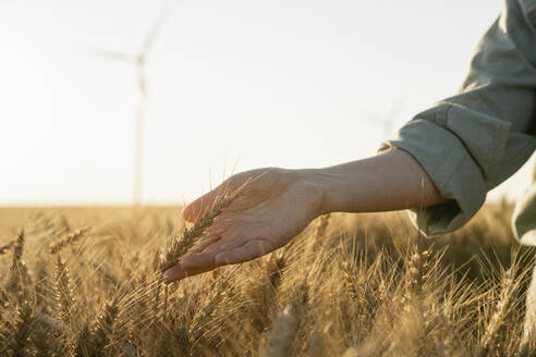 Farmer touching wheat crop at field on sunny day - EKGF00410