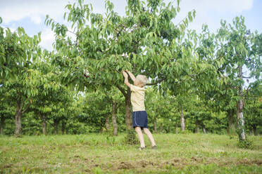 Blond boy picking cherries from tree in garden - NJAF00465