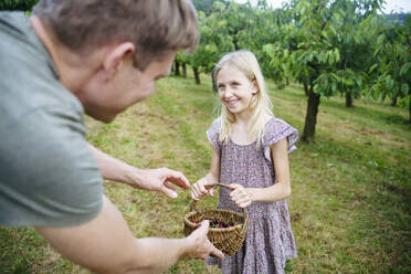 Blonde Tochter schenkt ihrem Vater einen Kirschkorb im Garten - NJAF00473