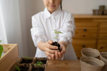 Crop preteen child standing at wooden table with seedlings and pots while showing green leaves plant with soil covered around in hands - ADSF45735