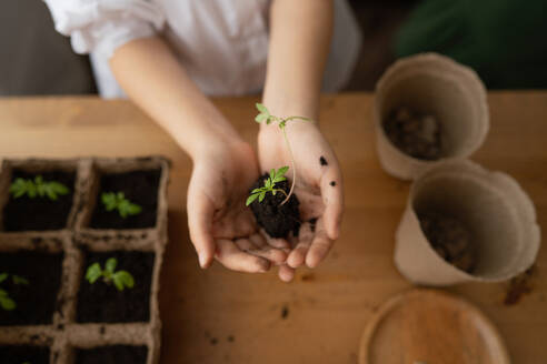 Unrecognizable preteen child standing at wooden table with seedlings and pots while showing green leaves plant with soil covered around in hands - ADSF45736