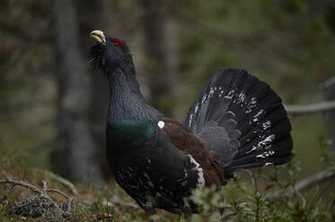 Endangered the western capercaillie or wood grouse bird walking in the forest - ADSF45815