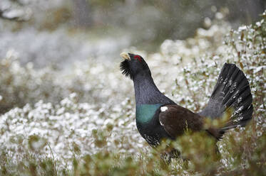 Endangered the western capercaillie or wood grouse bird walking in snowy forest in winter - ADSF45816