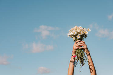 Body part of crop unrecognizable female with fresh blooming bouquet of white wild daisy flowers on summer vacation on green field against blue sky - ADSF45820