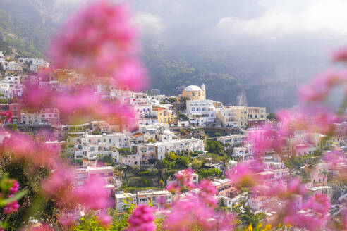 Rosa Blumen mit Positano Stadt im Hintergrund - LOMF01384