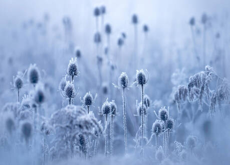 Frost covered teasels in winter - BSTF00229