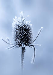 Head of frost covered teasel in winter - BSTF00230