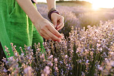 Woman touching lavender plants in field at sunset - SIF00743