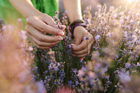 Die Hände einer Frau berühren Lavendelpflanzen auf einem Feld - SIF00744