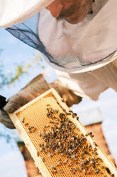 Closeup of honeycomb frame with bees held by crop anonymous beekeeper in protective workwear during honey harvesting in apiary - ADSF45877