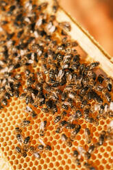 Closeup of honey bees on wax honeycomb with hexagonal cells for apiary and beekeeping concept background - ADSF45878