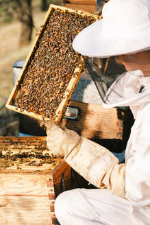 Closeup of honeycomb frame with bees held by crop anonymous beekeeper in protective workwear during honey harvesting in apiary - ADSF45879