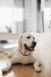 Labrador Golden Retriever liegt auf Laminatboden im Wohnzimmer und schaut mit geöffnetem Maul vor einem unscharfen Hintergrund weg - ADSF45945