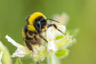 Closeup of honey bee collecting pollen and nectar on white blooming flower in nature against green dandelion background - ADSF45975