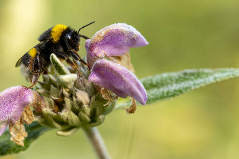 Side view of honey bee collecting pollen and nectar on purple blooming flower in nature against green dandelion background - ADSF45976