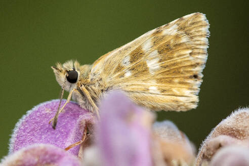 Closeup of small butterfly with white spots wings sitting on purple flower in wild nature against green background during daytime - ADSF45977