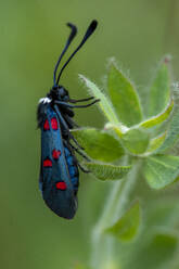 Side view of small zygaena fly sitting on green plant leaf in nature against blurred greenery background with sunlight - ADSF45979