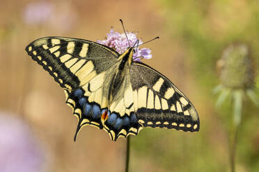 Top view of yellow and black butterfly near purple flower in wild nature against blurred background during daytime - ADSF45980