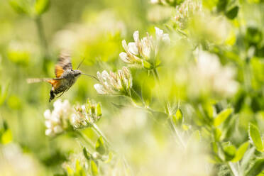 Side view of hummingbird hawk moth hovering in air while feeding nectar of flower in field - ADSF45981