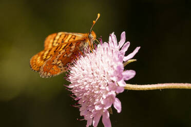 Side view of Marsh fritillary butterfly sitting on flower in wild meadow on blurred background - ADSF45982