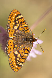 Top view of Marsh fritillary butterfly sitting on flower in wild meadow on blurred background - ADSF45984