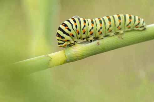 Closeup of green striped caterpillar of Old World swallowtail crawling on stem against blurred background in nature - ADSF45985