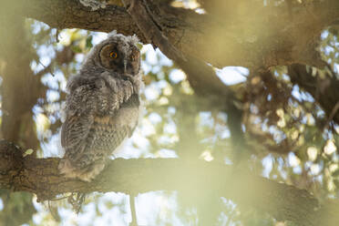 Focus owl sitting on branch and looking at camera at sunset - ADSF45987