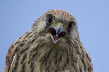 Portrait of Lesser kestrel bird with brown feathers sitting with opened beak against blue sky looking at camera - ADSF45994