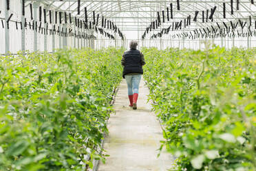 Back view of anonymous female gardener with gray hair walking on path between rows of verdant plants in hothouse - ADSF45997