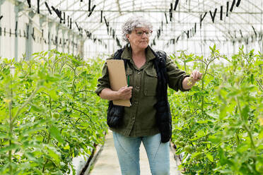 Concentrated elderly female farmer with gray hair in casual clothes and eyeglasses touching green plants while examining greenhouse in countryside - ADSF45998